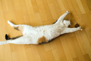 cat yoga 2
