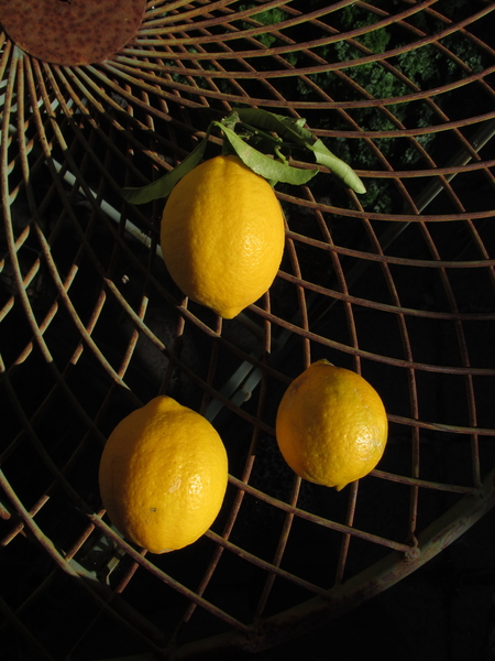 Three lemons on a mesh table