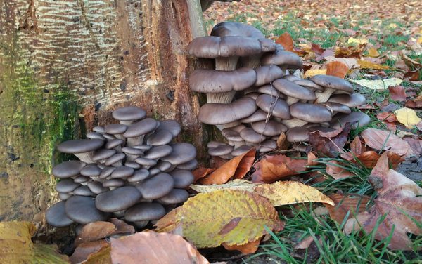 Mushrooms, Fungis on tree