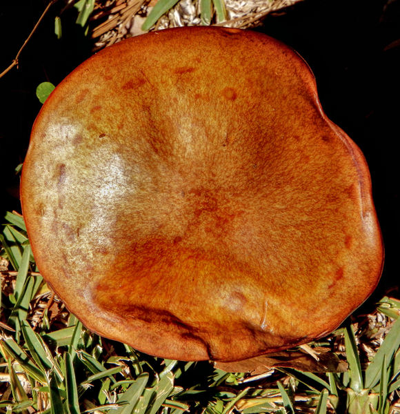 orange fungi3