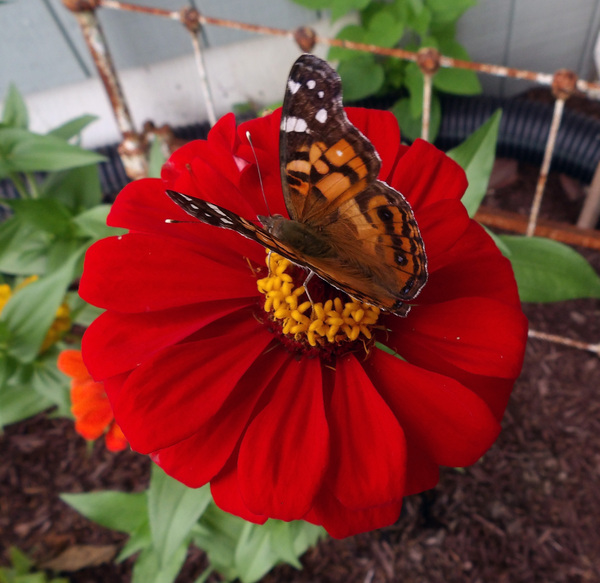 vlinders beauty7: 