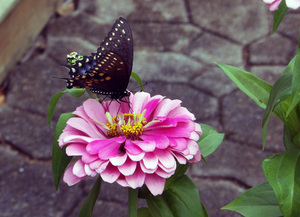 vlinders beauty3