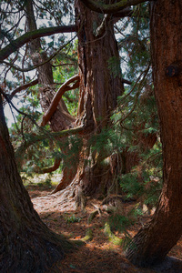 redwood bomen