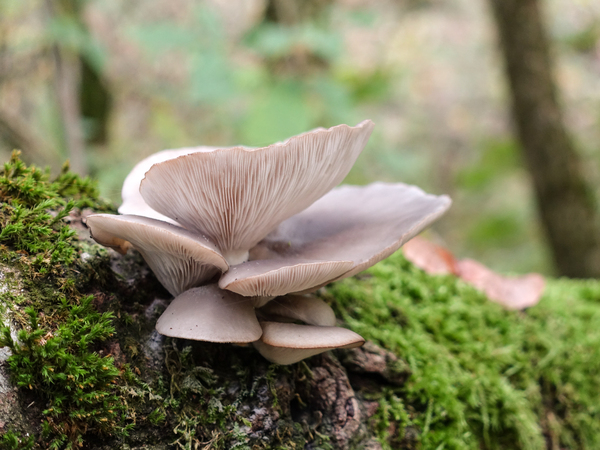 mushroom on tree 2
