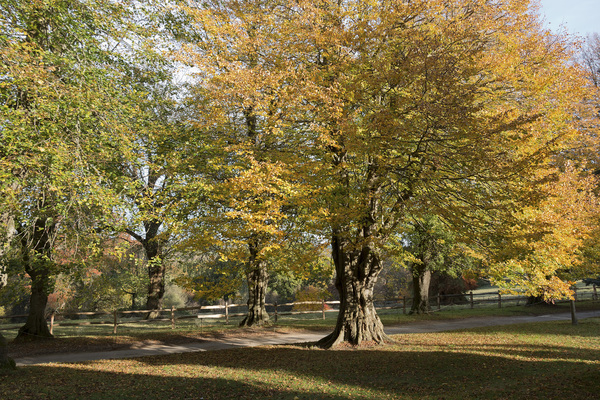 Parkland in autumn