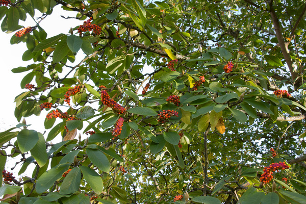 Magnolia fruits