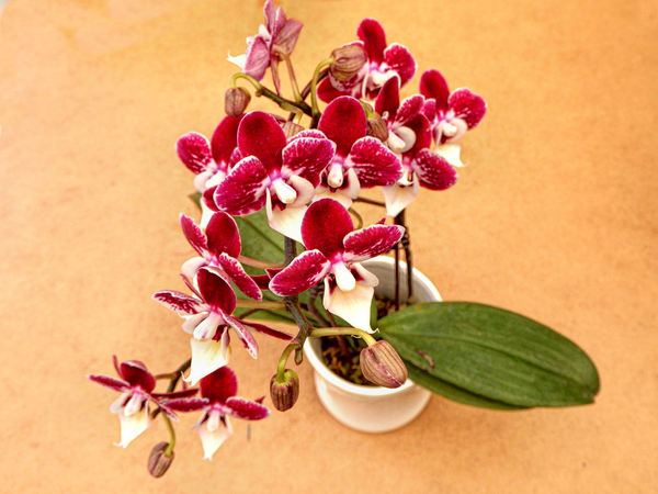 potted orchid1