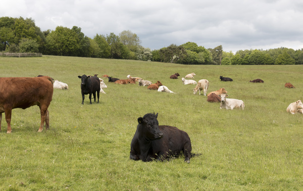 Contented cows