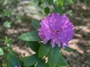 różowy rododendron