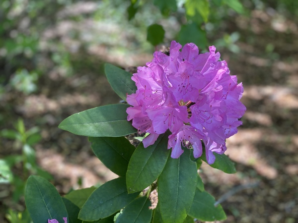 roze rododendron