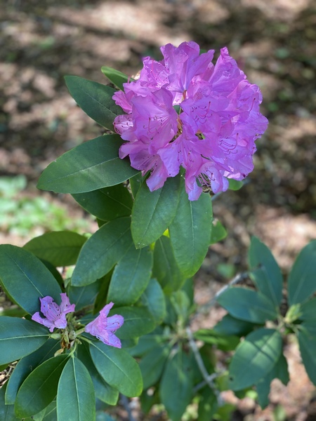 roze rododendron