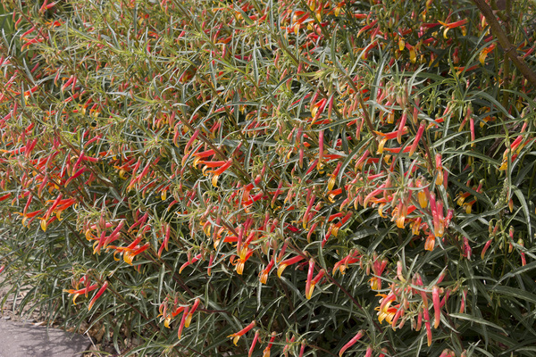 Orange Penstemon flowers