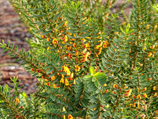 yellow-orange native pea flowe