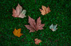 hojas caídas en el otoño