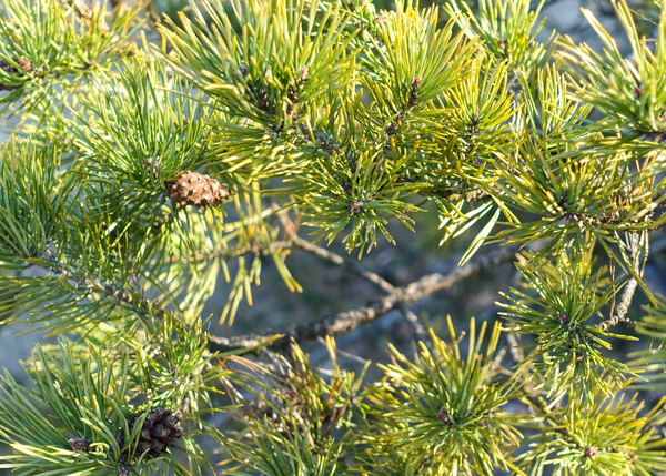 pine closeup
