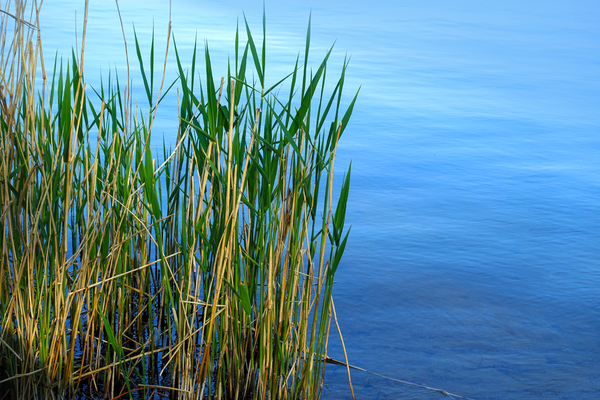 reed at rivers bank