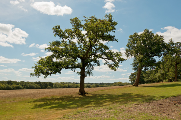 Oak tree landscape