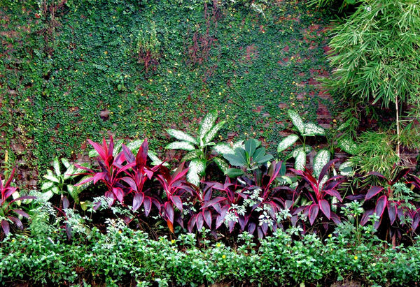 foliage colours10