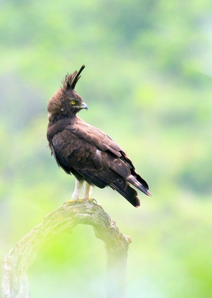 Long-Crested Eagle 1