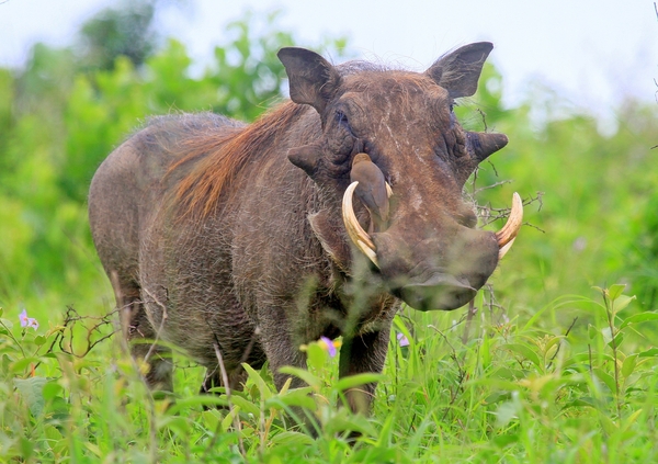 Warthog in the grass 2
