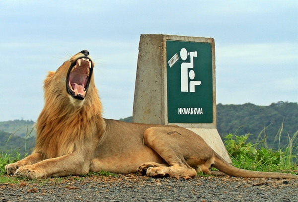 Male Lion resting at Lookout 2