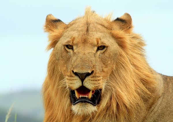 Male Lion (panthera leo) 7
