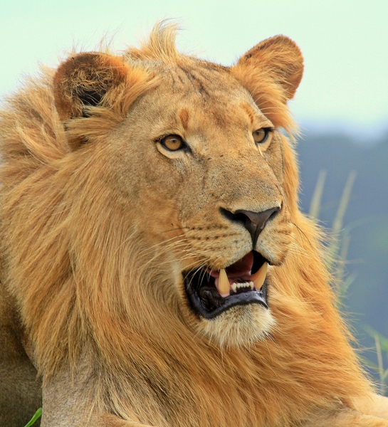 Male Lion (panthera leo) 1