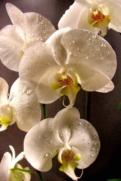 orchid droplets2