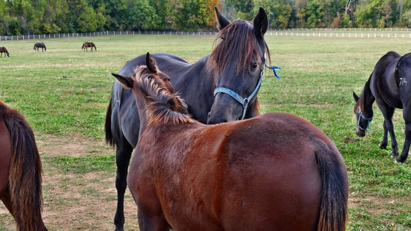 Hanover Shoe Farms Horses
