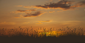 Grassland Sunset