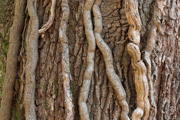 Bark and stems background