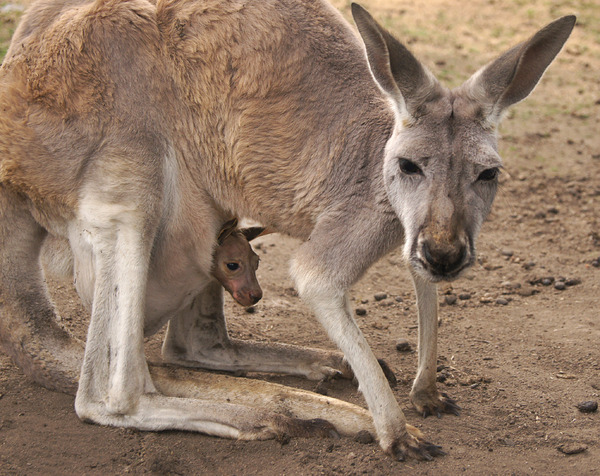 kangaroo mum and baby