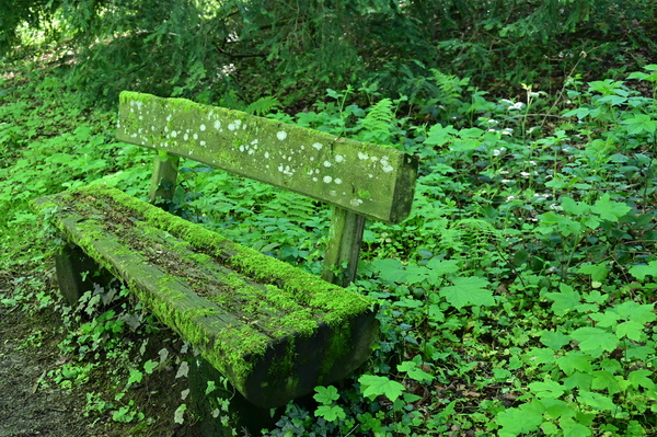 Green bench in the forest