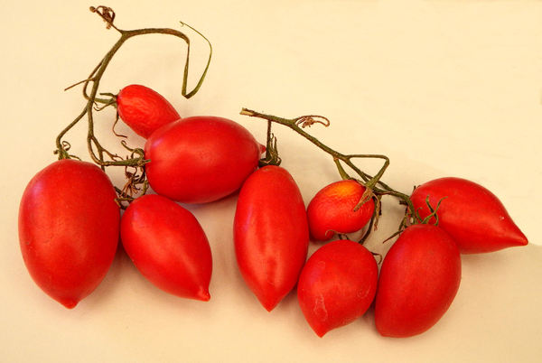 tomato variaties7