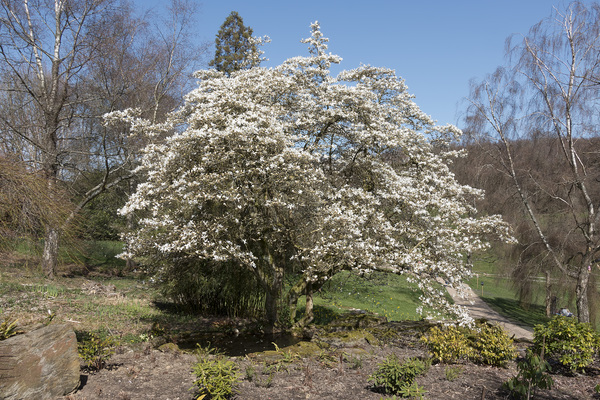 White magnolia