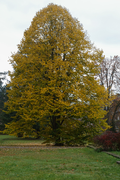 tall autumn tree