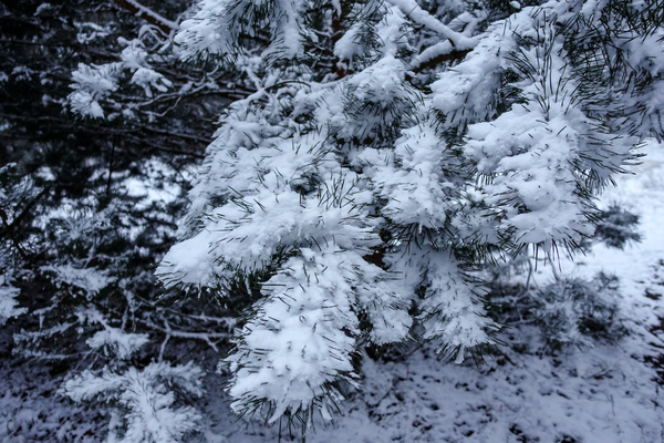 snowy pine branches