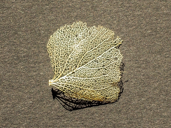 wheathered leaf