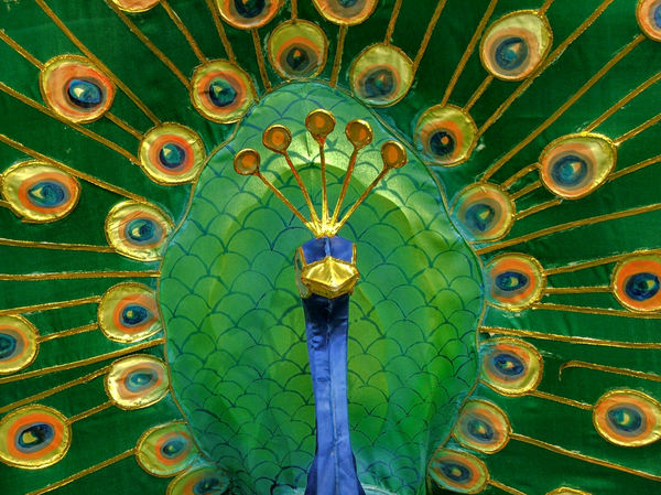 peacock display2