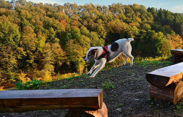 Bella jumps