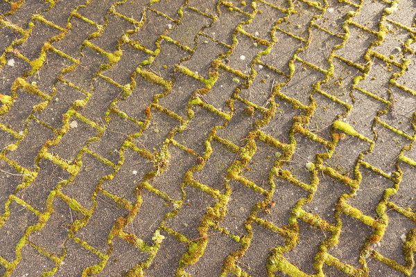 Mossy artificial pavement