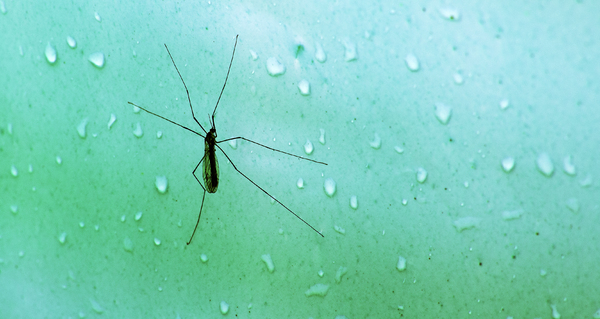 A mosquito on a wet surface.