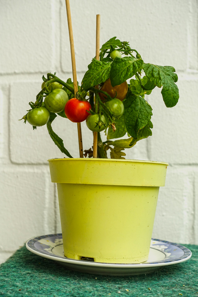 tiny tomato plant