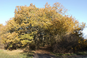 árboles de otoño: 