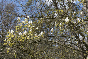 flores de magnolia blanca