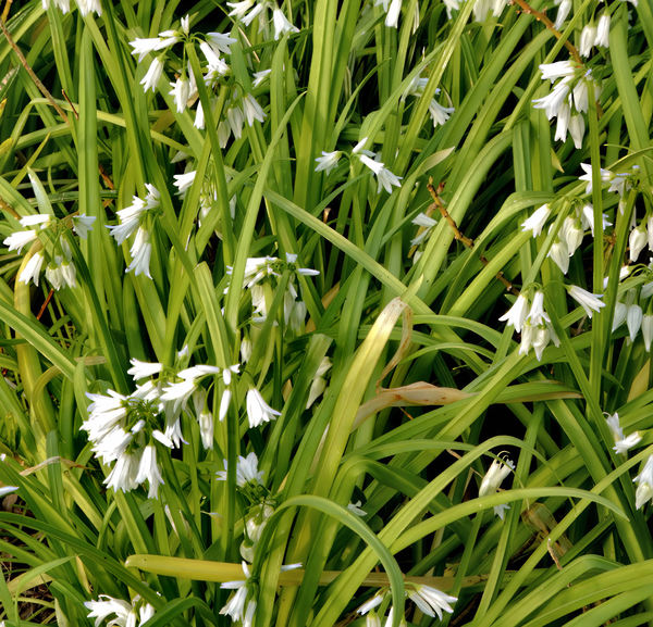 snowbells in the south2
