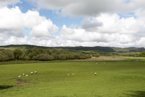 schapen weide landschap: 