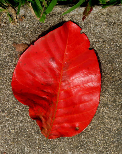 lone leaf1