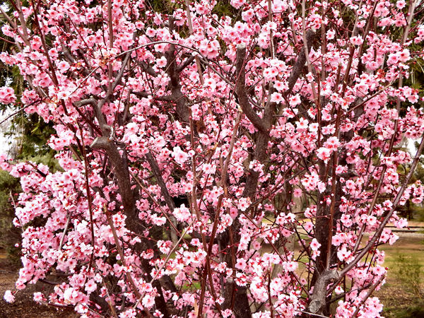 pink plum tree flowers1