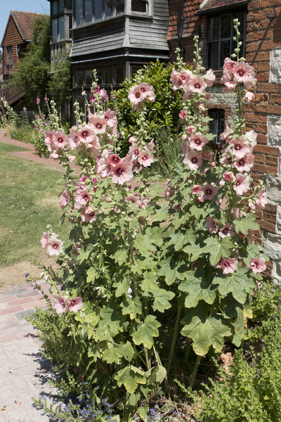 Pink hollyhocks: Pink hollyhocks (Alcea) in a garden in England.